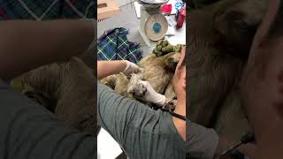 Baby Sloth Clings to Mother and Wont Let Go #sloths #animalrescue #babyanimals