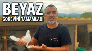 Beyaz Dişiyi Son Kez Tekte Uçurdum 😁 Görevini Yaptı Taklacı Güvercin Oyunkuşu