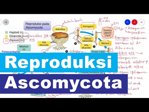 Video: Apakah askospora dan basidiospora?