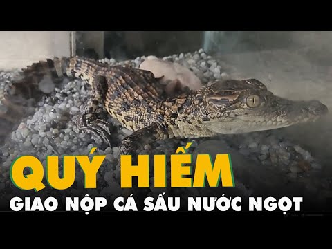Video Tự nguyện giao nộp cá sấu nước ngọt nhóm IB thuộc danh... - youtube