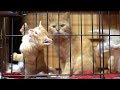 母猫の心配をよそに子猫がケージから脱走する瞬間を捉えた