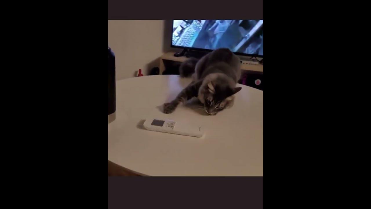 Cat with a remote go brrrrr brrr cat memesdaily meme YouTube