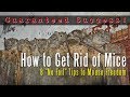 How to Get Rid of Mice in a House, Attic, Apartment, Garage, Etc. How to Get Rid of Mice in a House, Attic, Apartment, Garage, Etc.