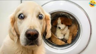 Funny ANIMAL videos🤗Funniest CATS🐱 DOGS🐶 and BIRDS🦜2024