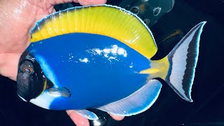 ANOTHER Monster VERY BLUE Powder Blue Tang (8.5”)!!!