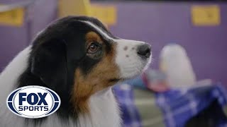 CROWNED: Inside the 2018 Westminster Dog Show | FOX SPORTS