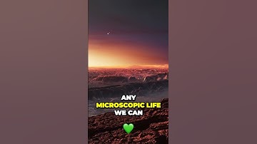 Could Life Exist in the Proxima Centauri System?