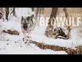First Snow - Beowulf the Norwegian Elkhound