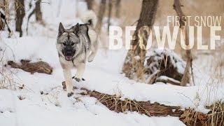 First Snow  Beowulf the Norwegian Elkhound