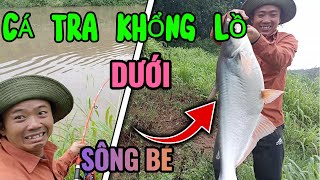 CÂU CÁ TRA KHỔNG LỒ Ở SÔNG BÉ | NCTR8 |