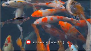 Cute Fish Beautiful wao🐠it's Real name Koi Amur carp breed #animalsnatural #animalsnature #subscribe by Animals World 70 views 2 years ago 28 seconds