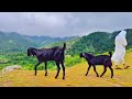 Tirah Valley Khyber Agency تیراہ ویلی خیبر ایجنسی خوبصورتی Tirah Valley Khyber Agency تیراہ ویلی خیبر ایجنسی خوبصورتی