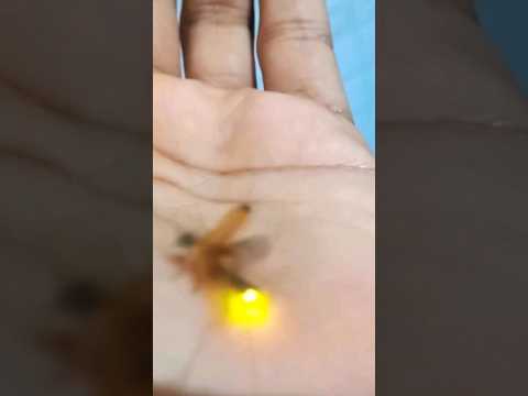 firefly, Minna minungu