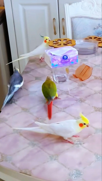 Cute Playful Moments 🥰🦜 #cockatielscraze #cockatiel  #cutepets