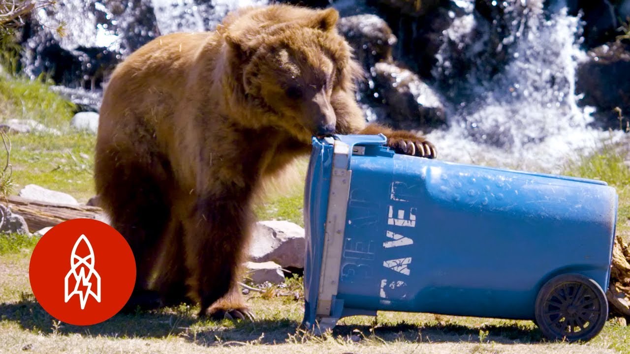 These Bears Put Your Household Items to the Test