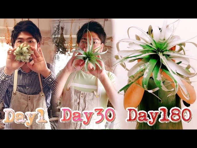 Super Easy! 7 Ways to Grow Xerographica Giant [Must-See for