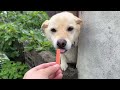 花 ゆき ジャーキー