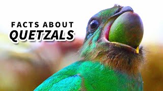 Quetzal Facts: BEAUTIFUL BIRDS | Animal Fact Files