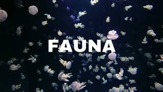 Qué es la Fauna. Que Es La Fauna