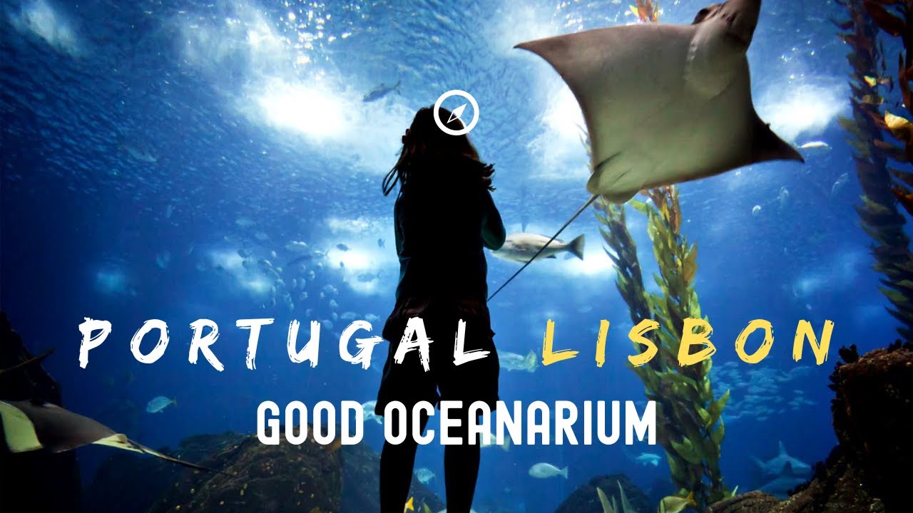 Portugal Lisbon good Oceanarium || Mysterious Underwater World