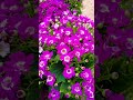Terrace garden 🌱#shorts #chandramarajgarden #terracegarden #flowers