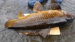 外来種の巨大魚をとって食う