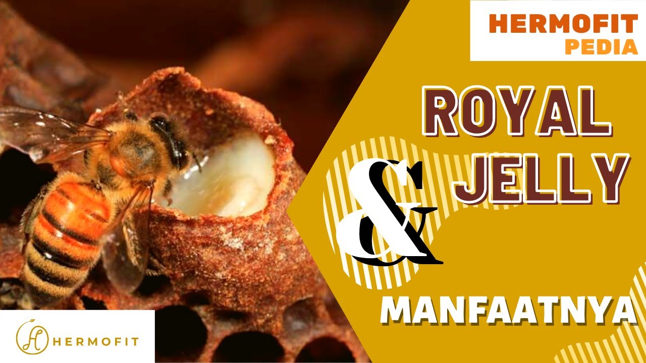KHASIAT TERBAIK ROYAL JELLY BAGI TUBUH, YANG TERAKHIR WANITA WAJIB