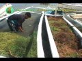 Community-based Seaweed Production