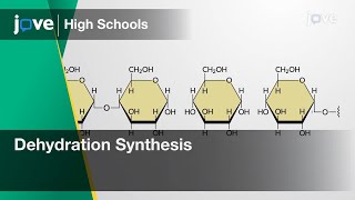 Dehydration Synthesis | Bio | Video Textbooks - Preview