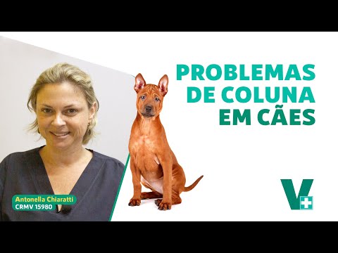 Vídeo: Dando isto ao seu Boston Terrier Daily poderia ajudar a aliviar alergias dolorosas da pele