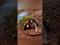 🌲 Building a Warm &amp; Cozy Shelter | Bushcraft Survival#survival