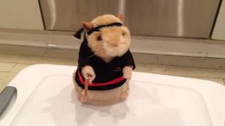 Singing and Dancing Hamster  Kung Fu Fighting