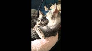 Egyptian Mau bathing a kitten by MyEgyptianMau 766 views 9 years ago 2 minutes, 7 seconds