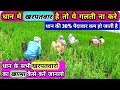 धान में खरपतवार कैसे नष्ट करे || dhan me kharpatwaar kaise control kre | dhan herbicide #paddy #dhan