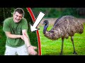 I Bought ATTACK EMUS and They Almost KILLED Me!