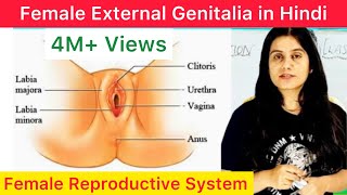 Part 1- Female Reproductive System ( Human Reproductive System ) Part 1/5