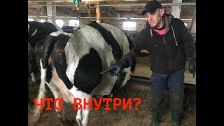 ШИШКА НА ТЕЛЕ У ЖИВОТНОГО. КАК ПОНЯТЬ ЧТО ЭТО? ПУНКЦИЯ