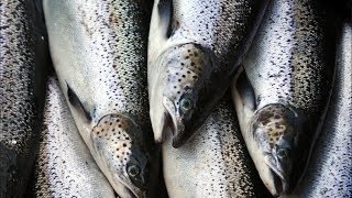 Farmed Salmon Escape Into Washington State Waters | Los Angeles Times