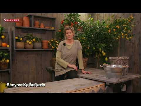 Škola vrtlarstva - uzgoj kumkvata u posudi