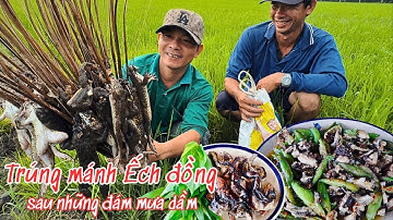 Ra Đồng cắm câu Ếch, "Lai Rai "  vài món quê | Dân Lục Tỉnh