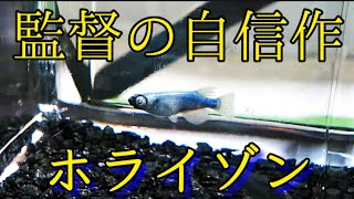 【めだか】イベントで存在感を示したメダカその名はホライゾン