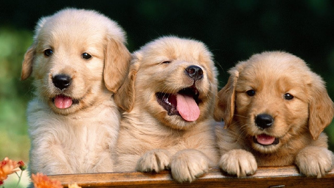 Labrador Puppies Funny Compilation 2018