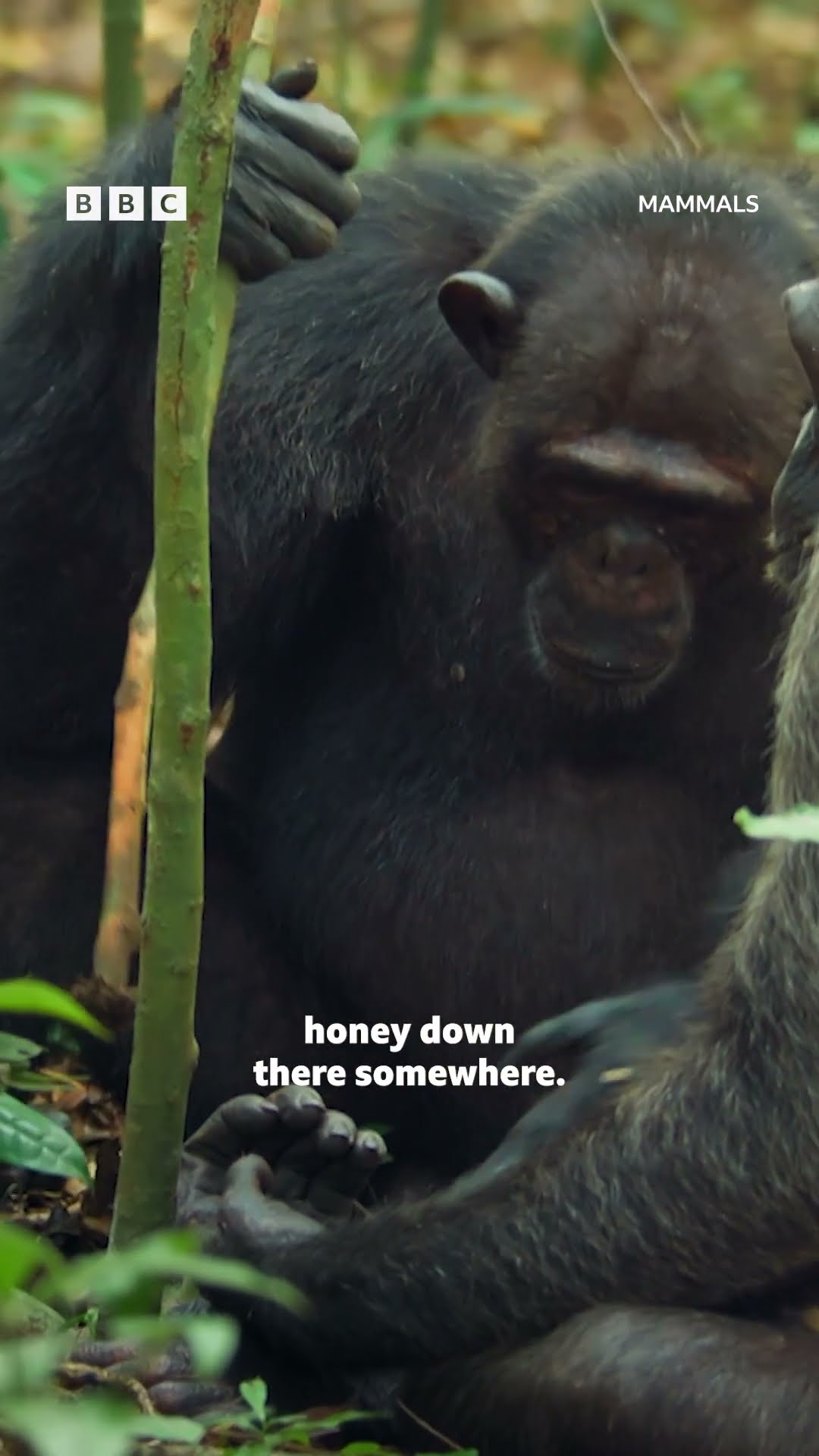These CRAFTY chimpanzees find food