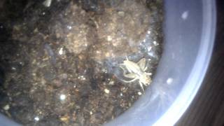 Ornithoctonus Sp. Malthai Trapdoor Style Burrow