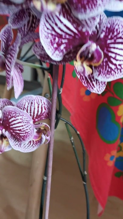 Орхидея в высокой колбе!!! - YouTube