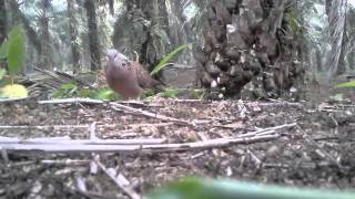 Download Lagu Pikat Terkukur AMP MP3