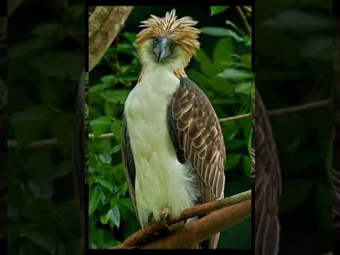 Видео: Philippines Eagle Center, парк дикой природы Давао