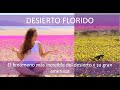 La magia del Desierto: el DESIERTO FLORIDO (y el proyecto de riego)