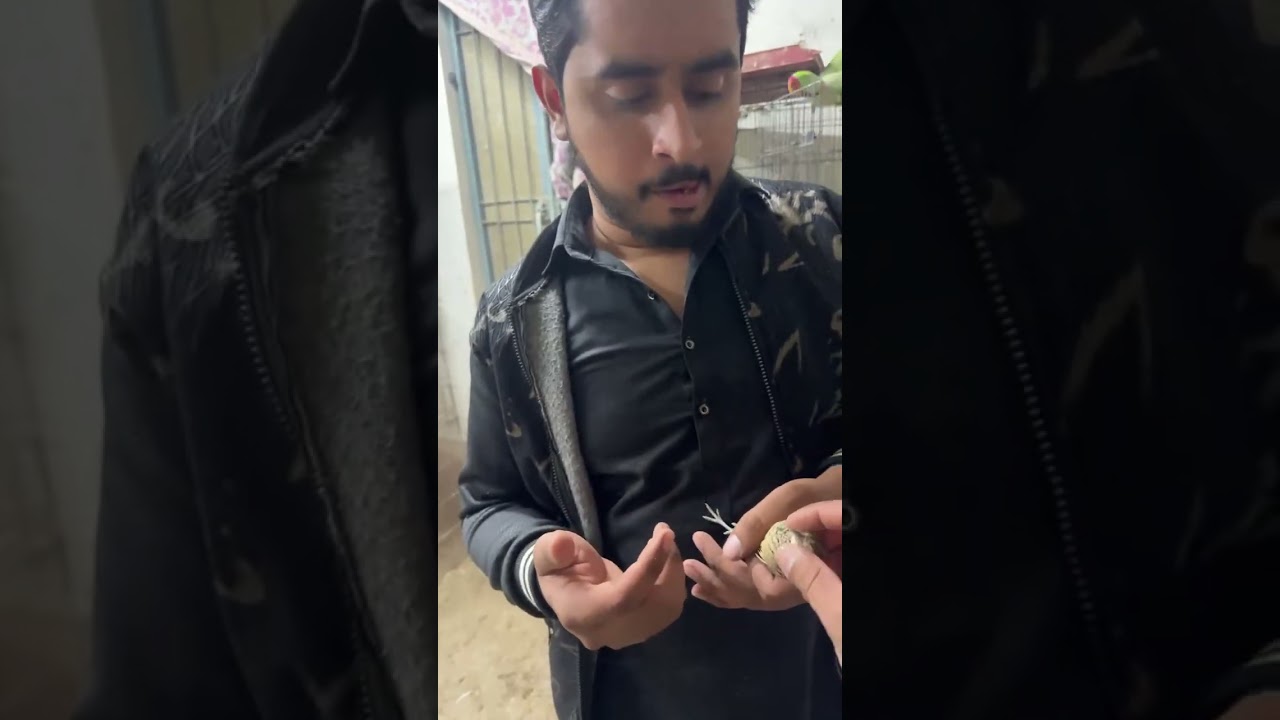 Cini Mini Zoo is live 