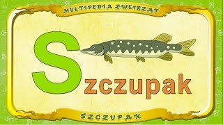 Multipedia Zwierząt. Litera S - Szczupak